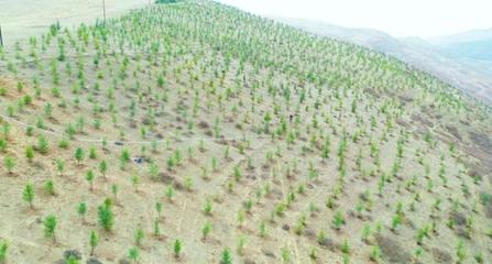 临潭县积极开展春季义务植树苗木管护灌溉工作