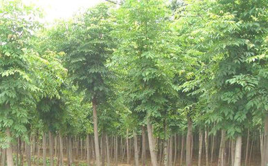 白蜡苗木种植养护技术