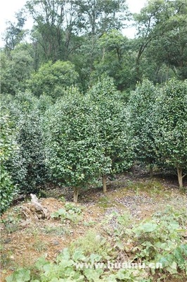 【山茶供应|主要经营绿化施工、养护,及绿化苗木种植、销售。上海奉光园林绿化有限公司商铺