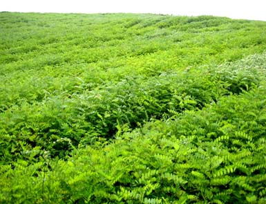 【九叶青花椒苗子苗栽植苗圃管理怎么种植才高产】- 