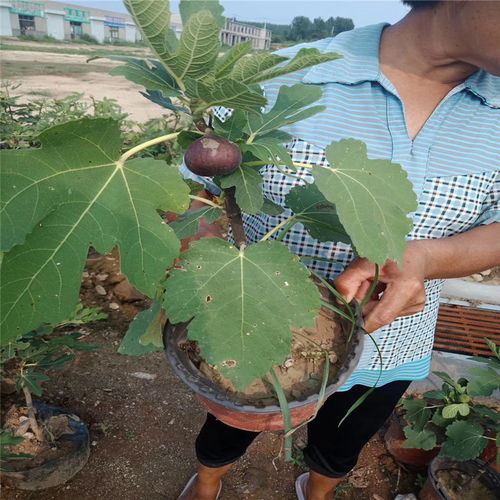 【嘉叶直销波姬红无花果树苗无花果苗种植方法】- 